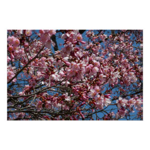 Cherry Blossom en Blue Sky Spring Floral Poster
