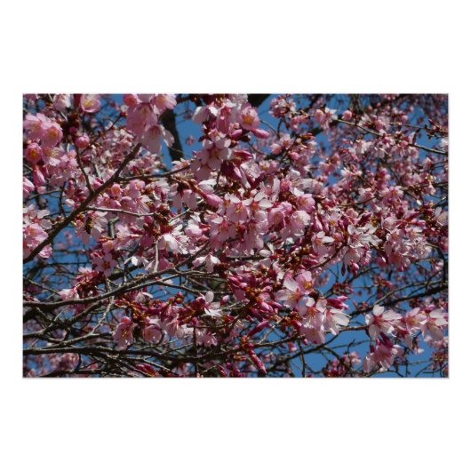 Cherry Blossom en Blue Sky Spring Floral Poster (Voorkant)
