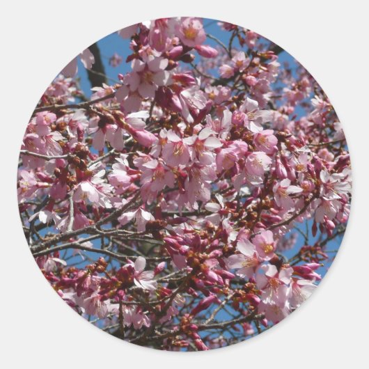 Cherry Blossom en Blue Sky Spring Floral Ronde Sticker (Voorkant)