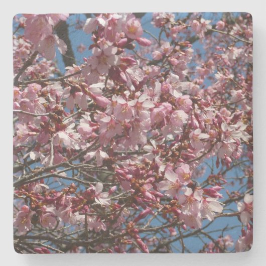 Cherry Blossom en Blue Sky Spring Floral Stenen Onderzetter (Voorkant)