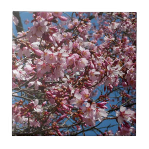 Cherry Blossom en Blue Sky Spring Floral Tegeltje