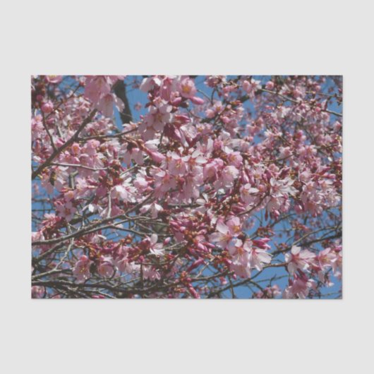 Cherry Blossom en Blue Sky Spring Floral Tissuepapier (Voorkant)
