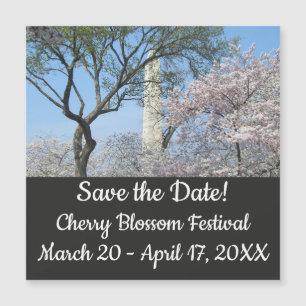 Cherry Blossom en het Washington Monument in DC