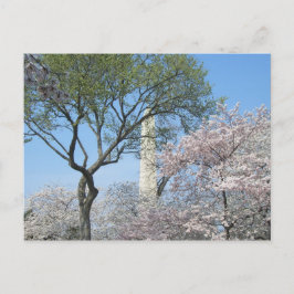 Cherry Blossom en het Washington Monument in DC Briefkaart