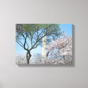 Cherry Blossom en het Washington Monument in DC Canvas Afdruk