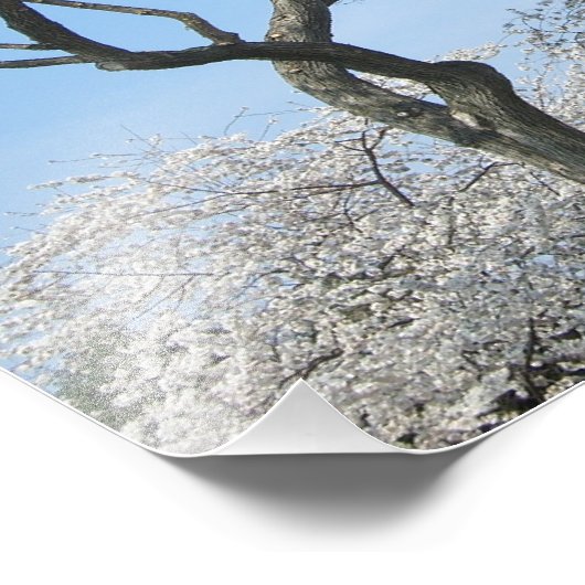 Cherry Blossom en het Washington Monument in DC Foto Afdruk (Hoek)