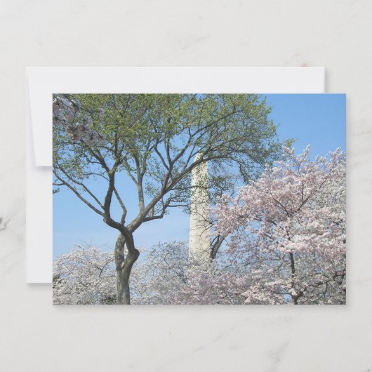 Cherry Blossom en het Washington Monument in DC Kaart (Voorkant)