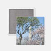Cherry Blossom en het Washington Monument in DC Magneet (Voorkant / Achterkant)