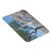 Cherry Blossom en het Washington Monument in DC Magneet (Rechterzijde)