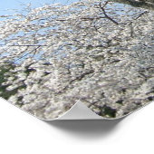 Cherry Blossom en het Washington Monument in DC Poster (Hoek)