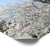 Cherry Blossom en het Washington Monument in DC Poster (Hoek)