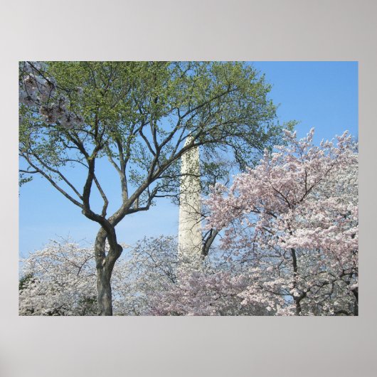 Cherry Blossom en het Washington Monument in DC Poster (Voorkant)
