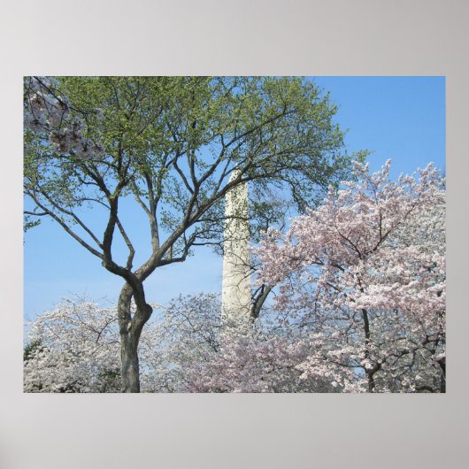 Cherry Blossom en het Washington Monument in DC Poster (Voorkant)