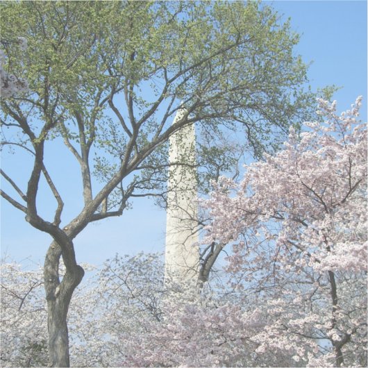 Cherry Blossom en het Washington Monument in DC Sticker (Voorkant)