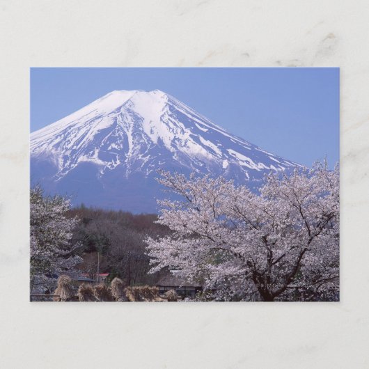Cherry Blossom en Mt. Fuji Briefkaart (Voorkant)