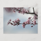 Cherry Blossom en Sky Briefkaart (Voorkant)
