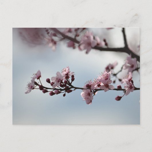 Cherry Blossom en Sky Briefkaart (Voorkant)