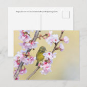 Cherry Blossom en Warbler Briefkaart (Voorkant / Achterkant)