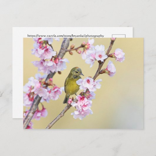 Cherry Blossom en Warbler Briefkaart (Voorkant / Achterkant)