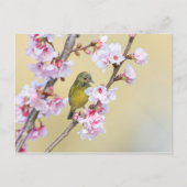Cherry Blossom en Warbler Briefkaart (Voorkant)