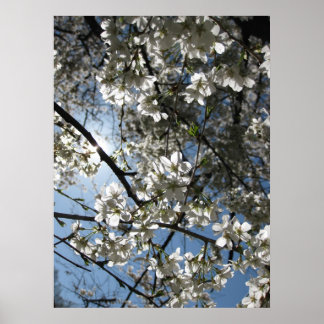 Cherry Blossom Equinox, bedrukt Poster