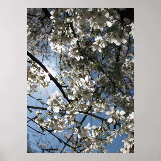 Cherry Blossom Equinox, bedrukt Poster (Voorkant)