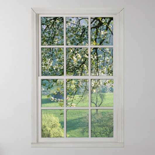 Cherry Blossom - Fake White Window (1 0f 3) Poster (Voorkant)