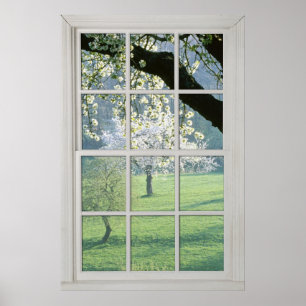 Cherry Blossom - Fake White Window (2 0f 3) Poster