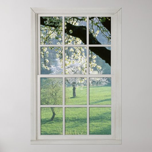 Cherry Blossom - Fake White Window (2 0f 3) Poster (Voorkant)