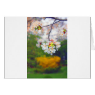 Cherry Blossom Fantasy