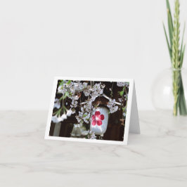 Cherry Blossom Festival in Kyoto Kaart