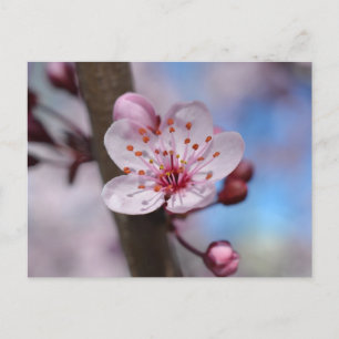 Cherry Blossom Flower Briefkaart