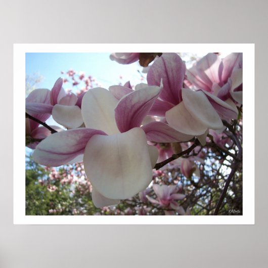 Cherry Blossom Flower Poster (Voorkant)