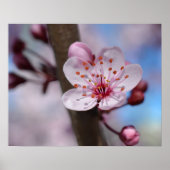 Cherry Blossom Flower Poster (Voorkant)