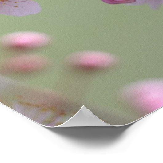 Cherry Blossom Flowers Poster (Hoek)