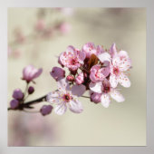 Cherry Blossom Flowers Poster (Voorkant)