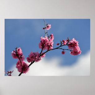 Cherry Blossom Flowers Poster