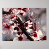 Cherry Blossom Flowers Poster (Voorkant)
