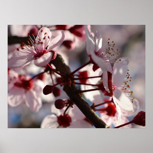 Cherry Blossom Flowers Poster (Voorkant)