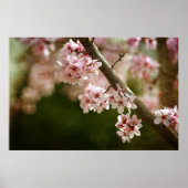 Cherry Blossom Flowers Poster (Voorkant)