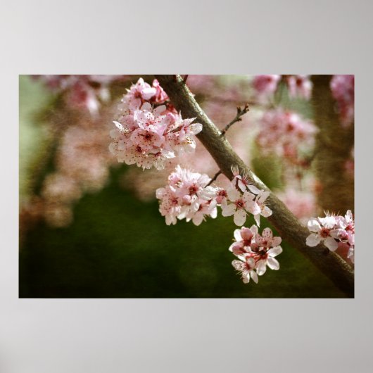 Cherry Blossom Flowers Poster (Voorkant)