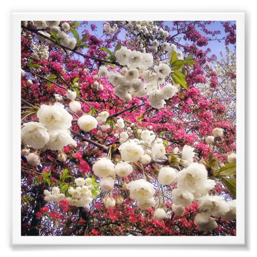 Cherry Blossom Foto Afdruk (Voorkant)
