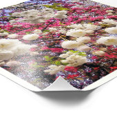 Cherry Blossom Foto Afdruk (Hoek)