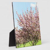 Cherry Blossom Fotoplaat (Zijkant)