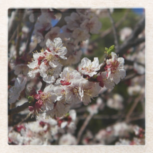 Cherry Blossom Glazen Onderzetter
