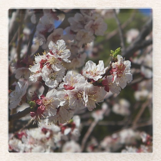 Cherry Blossom Glazen Onderzetter (Voorkant)