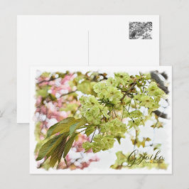 Cherry Blossom "Gyoiko" ポストカード Briefkaart