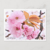 Cherry Blossom "Hanagasa" Briefkaart (Voorkant)