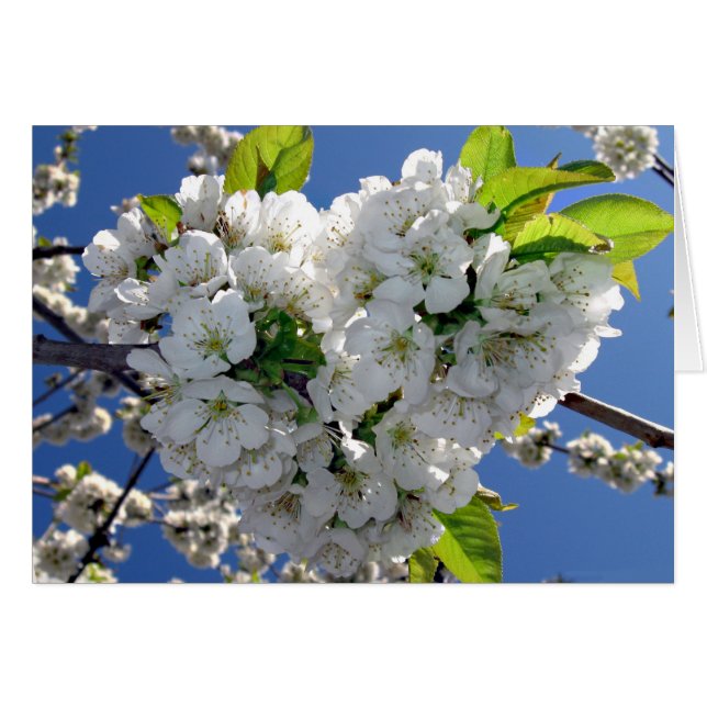 Cherry blossom hart (Voorkant Horizontaal)