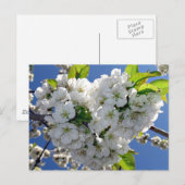 Cherry blossom hart briefkaart (Voorkant / Achterkant)